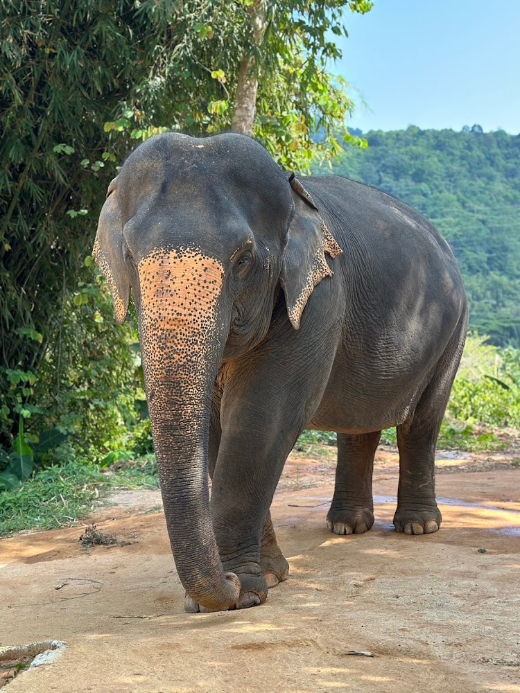 Kham-Soi the elephant at Phuket Elephant Park